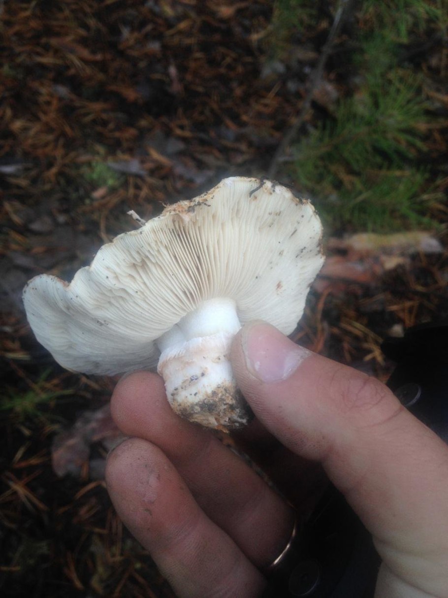 Рядовка серая Tricholoma saponaceum