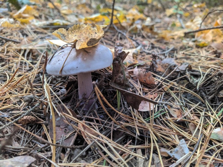 Рядовка бело коричневая Вишневский