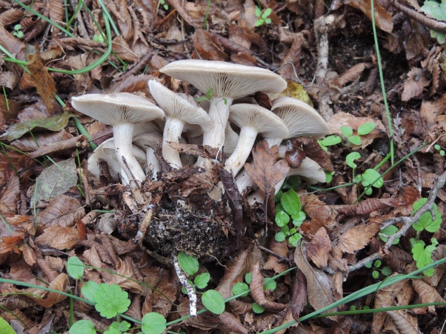 Tricholoma aestuans