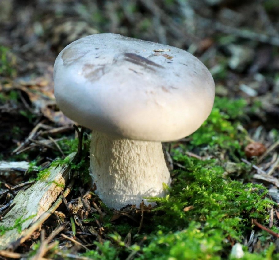 Грибы Подмосковья рядовки