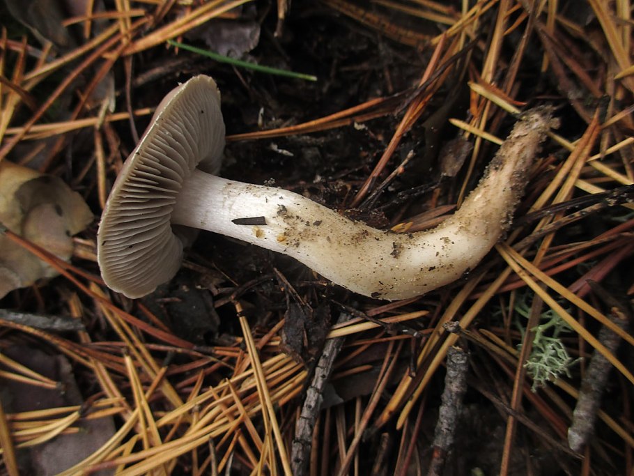 Рядовка перевязанная Tricholoma focale