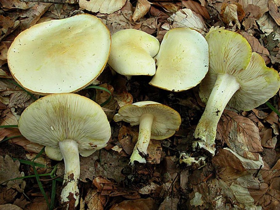Рядовка Еловая Tricholoma aestuans