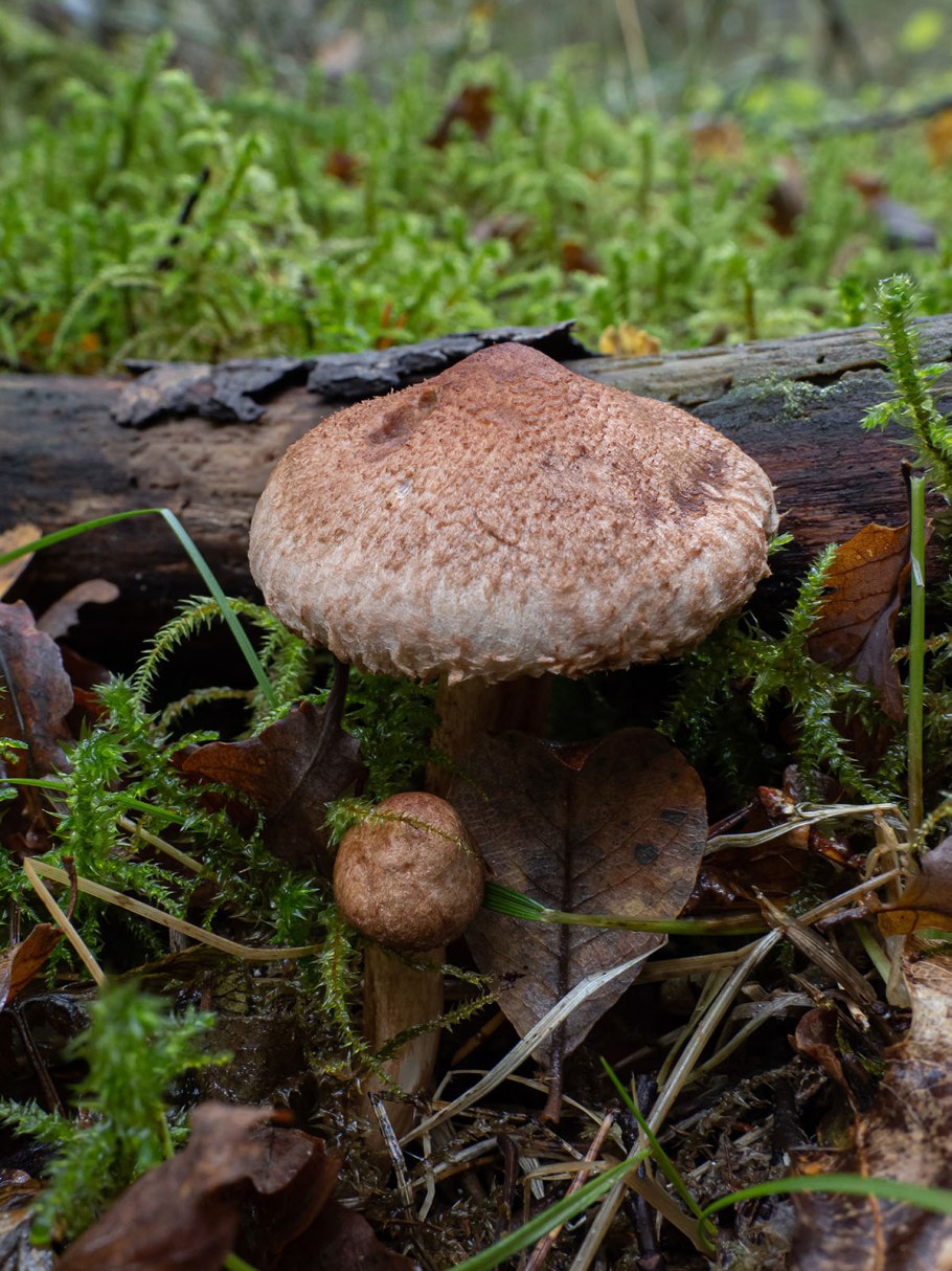 Tricholoma Vaccinum