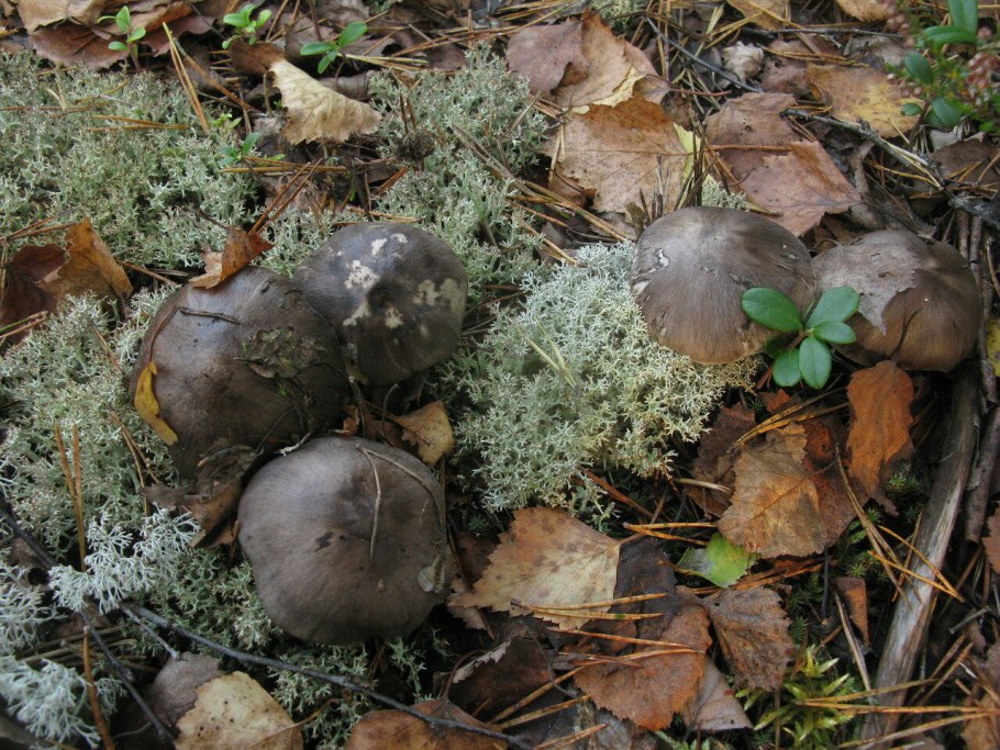 Грибы рядовки серые съедобные