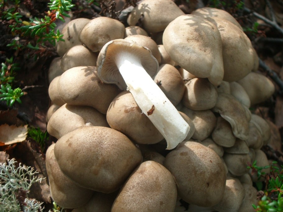 Рядовка мыльная Tricholoma saponaceum