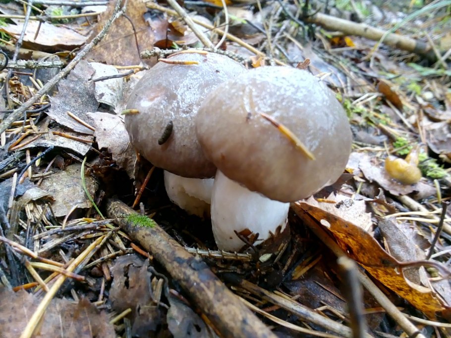 Рядовка обособленная Tricholoma sejunctum