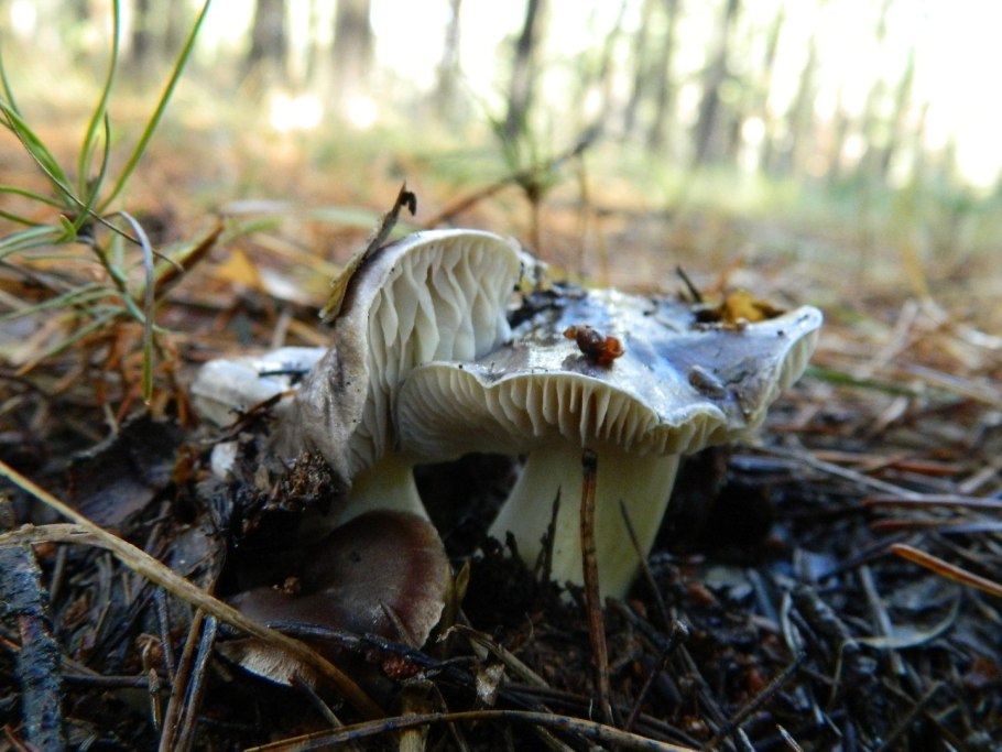 Рядовка Лесная осенняя