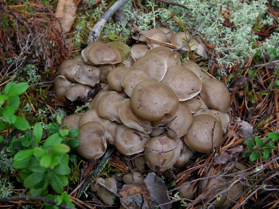 Рядовка скученная Lyophyllum decastes