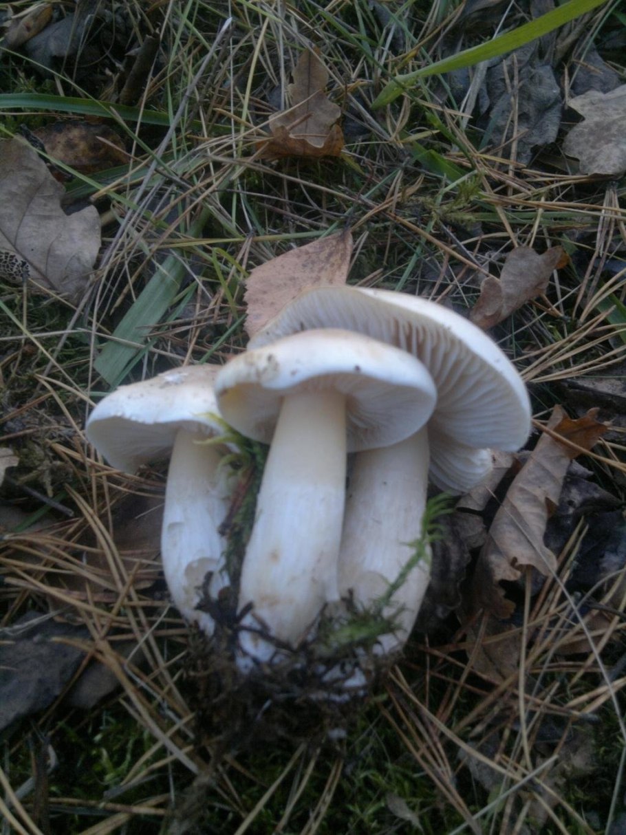 Рядовка мыльная Tricholoma saponaceum