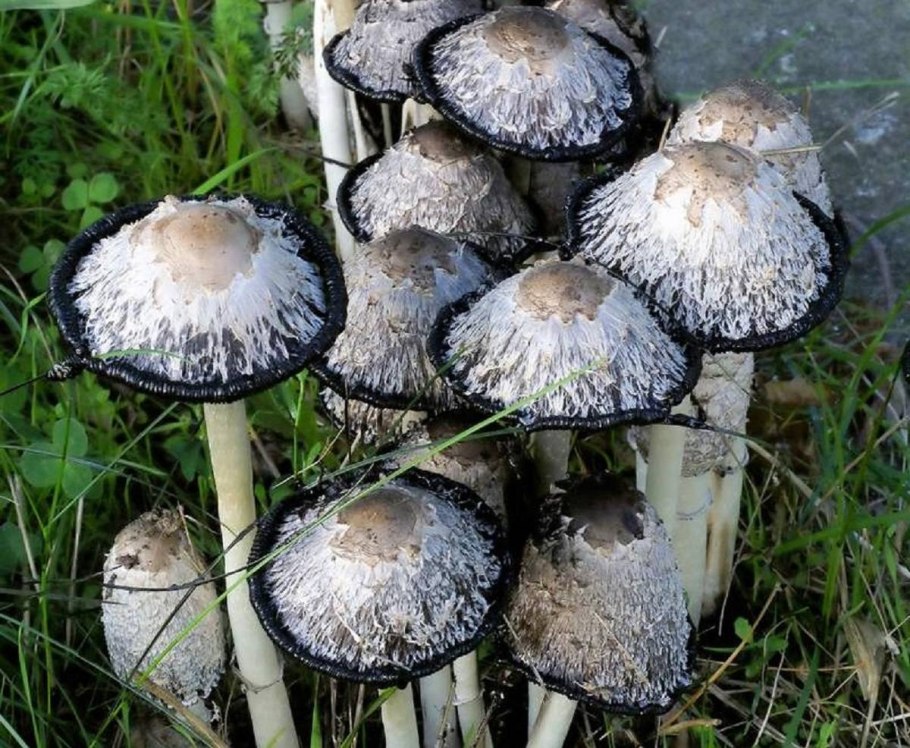 Навозник рассеянный Coprinellus disseminatus