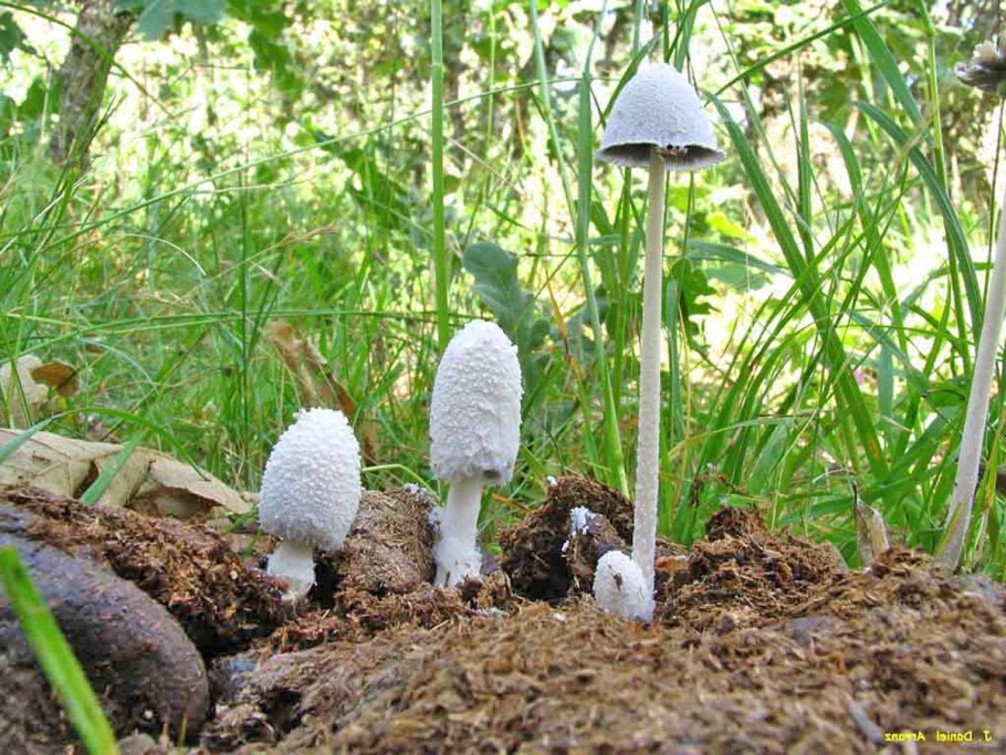 Навозник белый Coprinus comatus