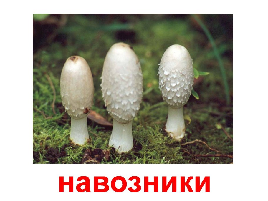 Coprinus disseminatus