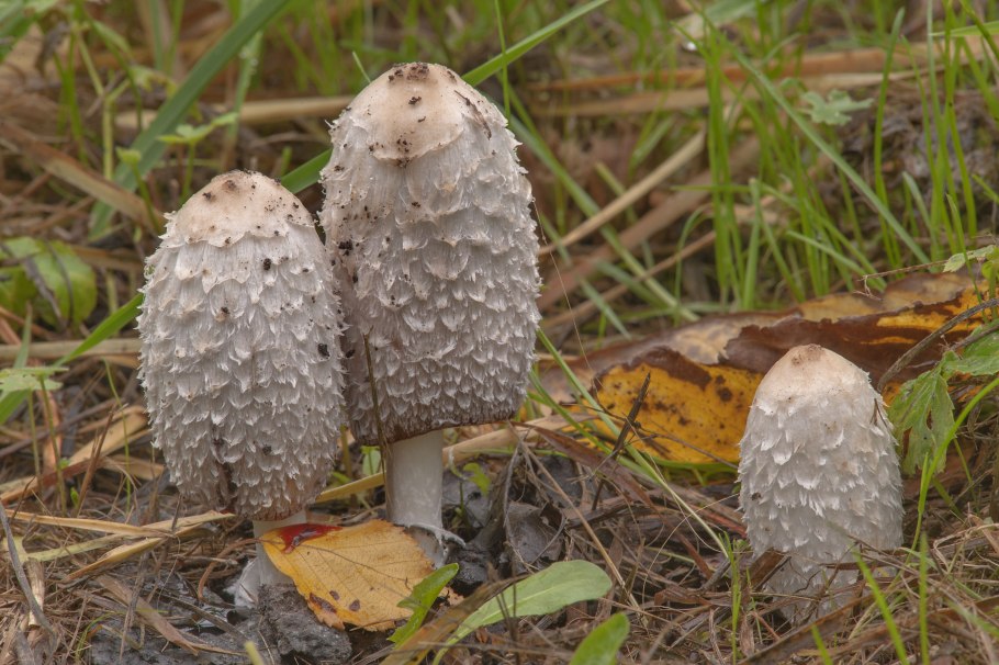 Навозник белый Coprinus comatus