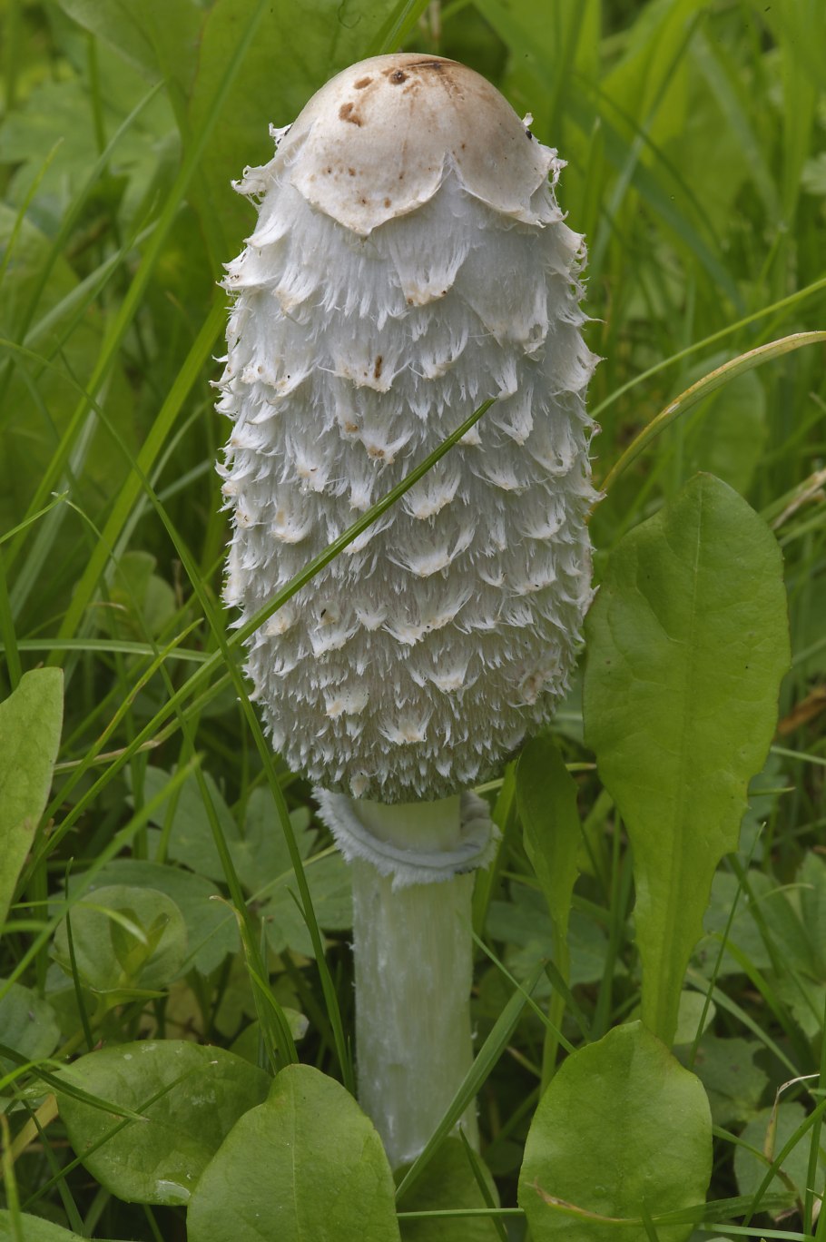 Гриб навозник серый