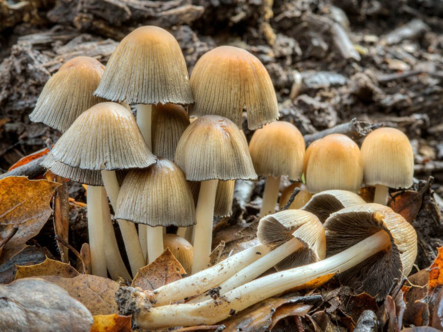 Поганка навозник