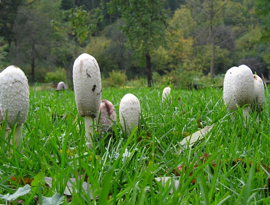 Навозник Coprinus domesticus