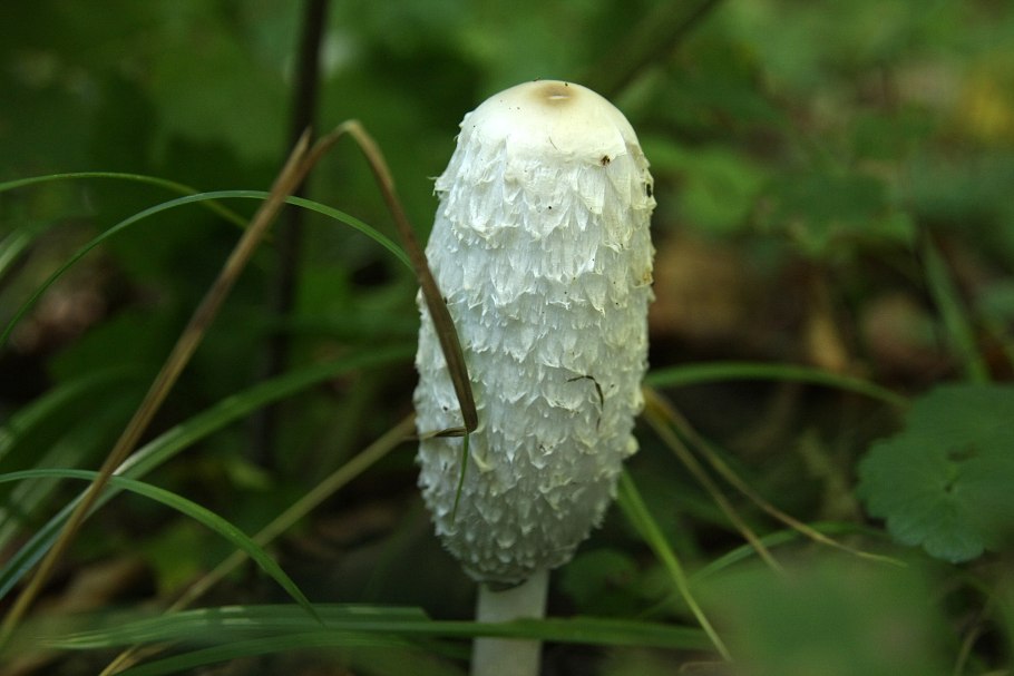Навозник Coprinopsis