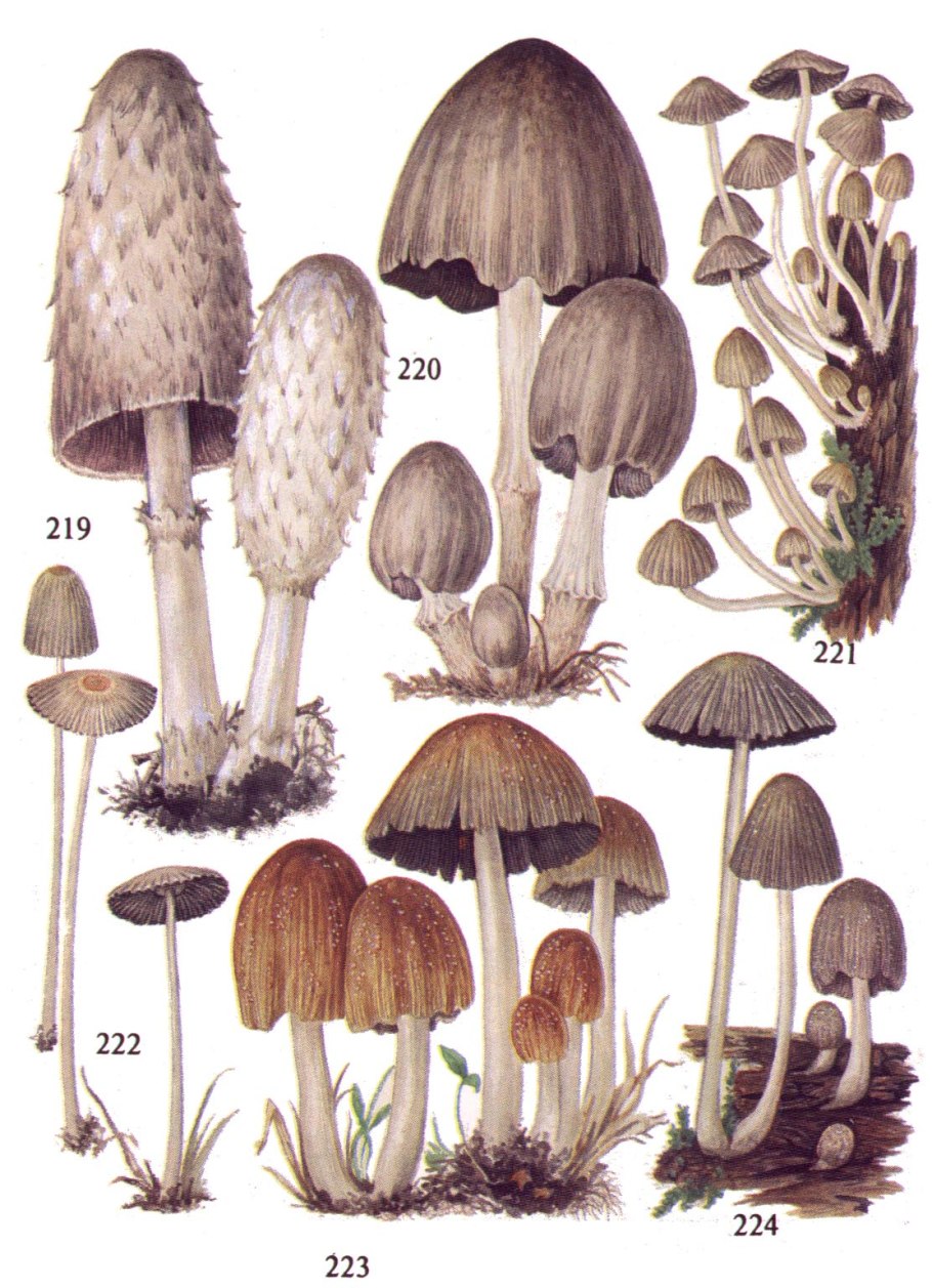 Навозник Coprinopsis