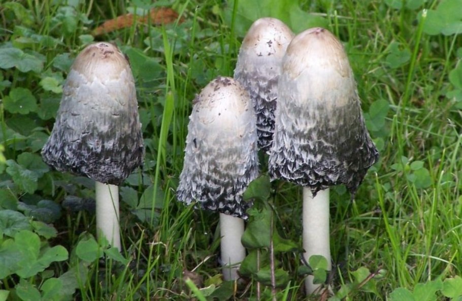 Навозник копринус