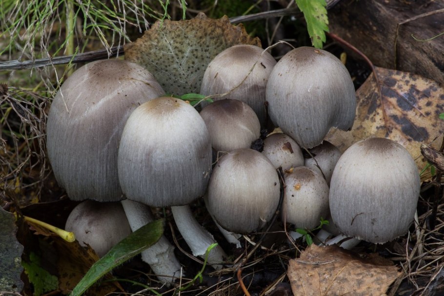 Навозник белый Coprinus comatus