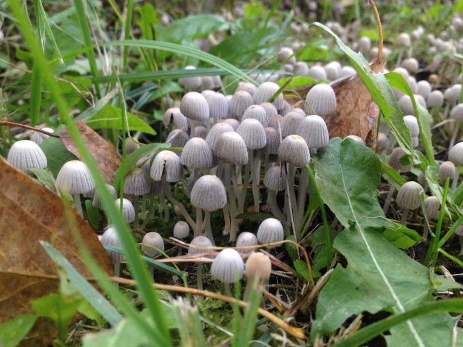 Навозник рассеянный гриб