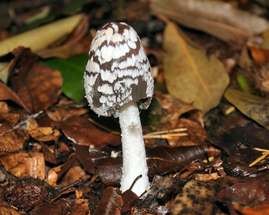 Навозник обыкновенный (Coprinus cinereus)