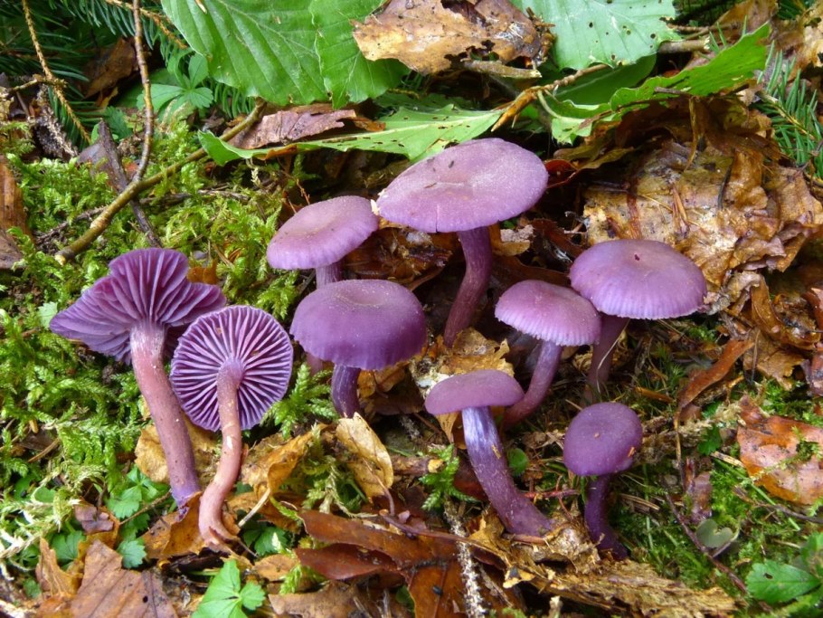 Гриб Laccaria amethystina.