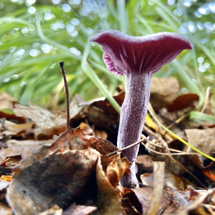 Laccaria amethystina