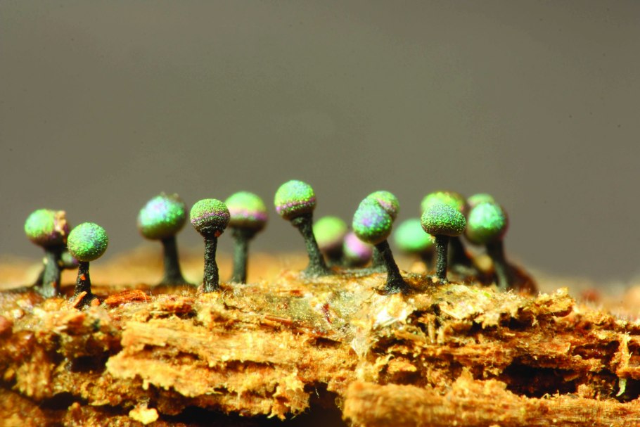 Лаковица Аметистовая Laccaria amethystina