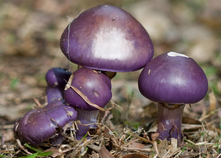 Лаковица Аметистовая Laccaria amethystina