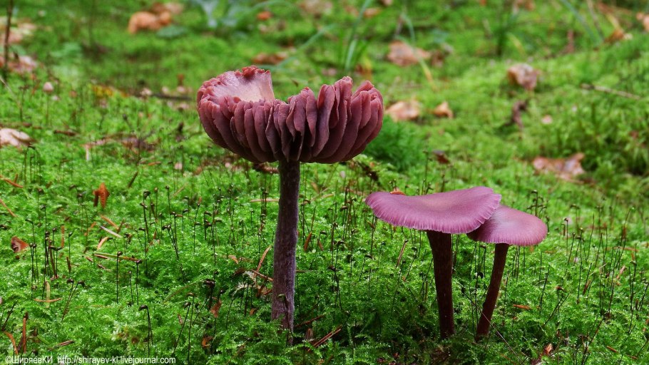 Laccaria amethystina