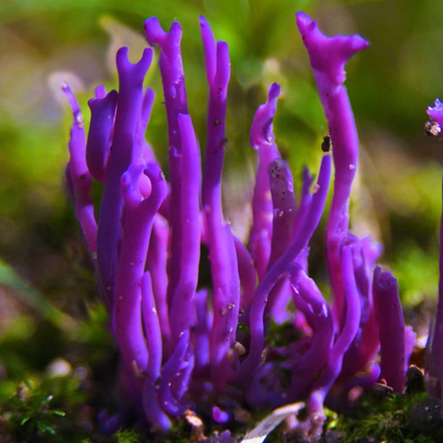 Гриб Laccaria amethystina.