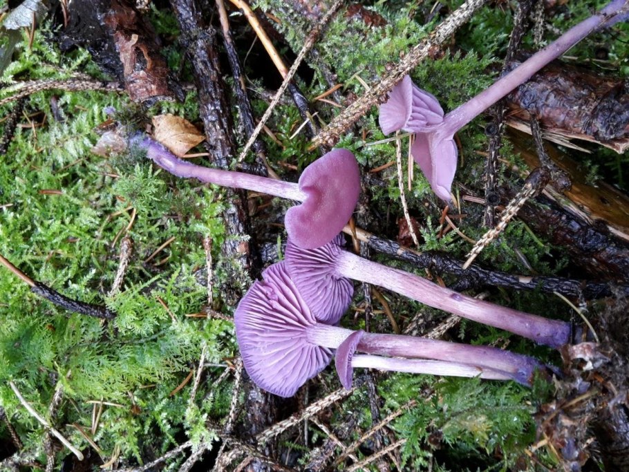 Гриб Рогатик аметистовый