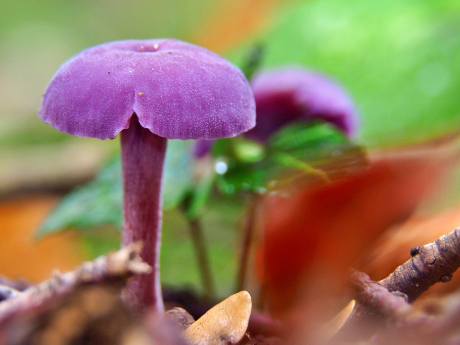 Лаковица Аметистовая / Amethyst Deceiver