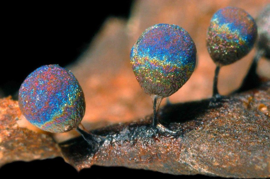 Гриб Рогатик аметистовый