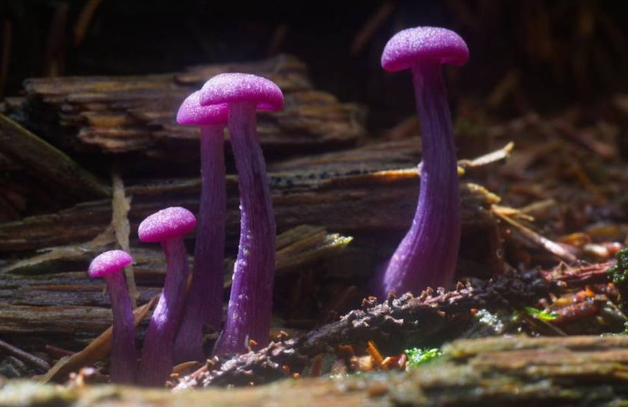 Elaeomyxa Cerifera
