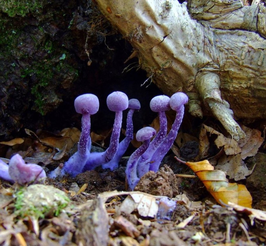 Elaeomyxa Cerifera