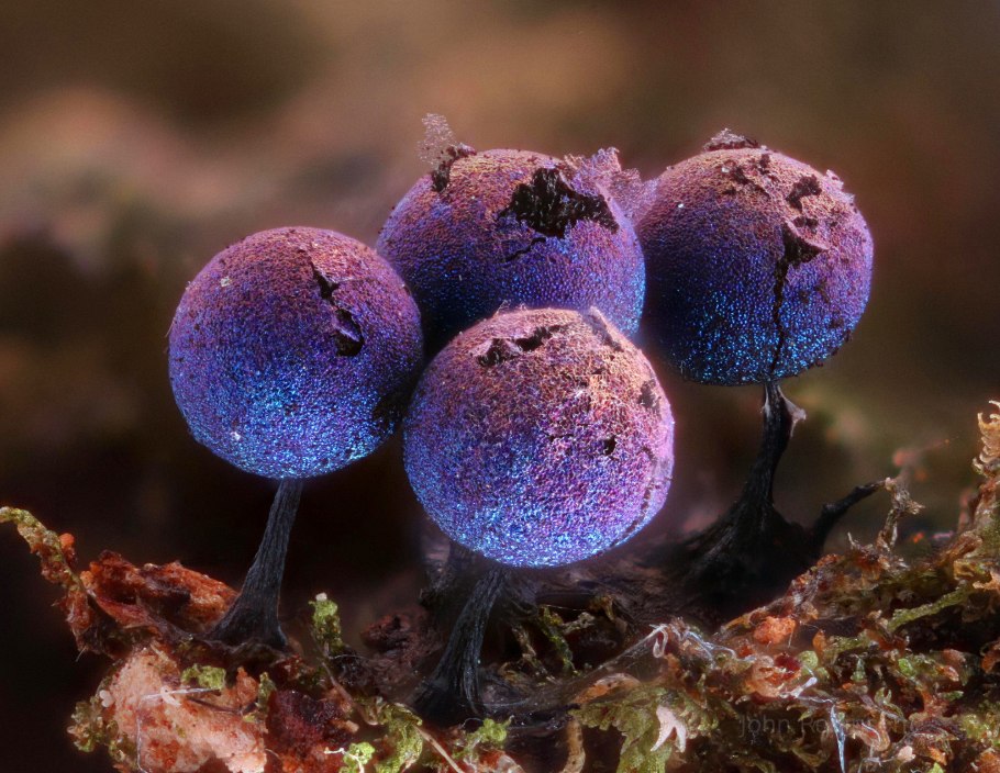 Грибы Elaeomyxa Cerifera