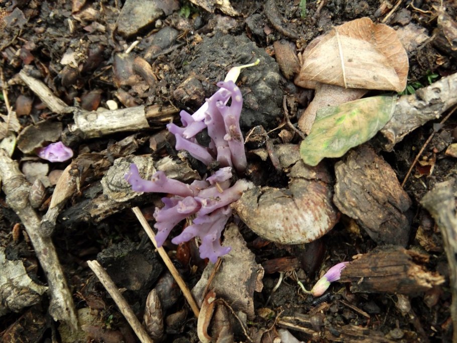 Лаковица Аметистовая Laccaria amethystina