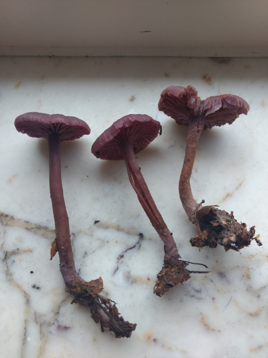 Лаковица аметистовая