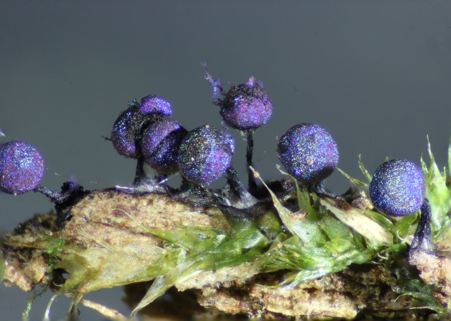 Лаковица Аметистовая Laccaria amethystina
