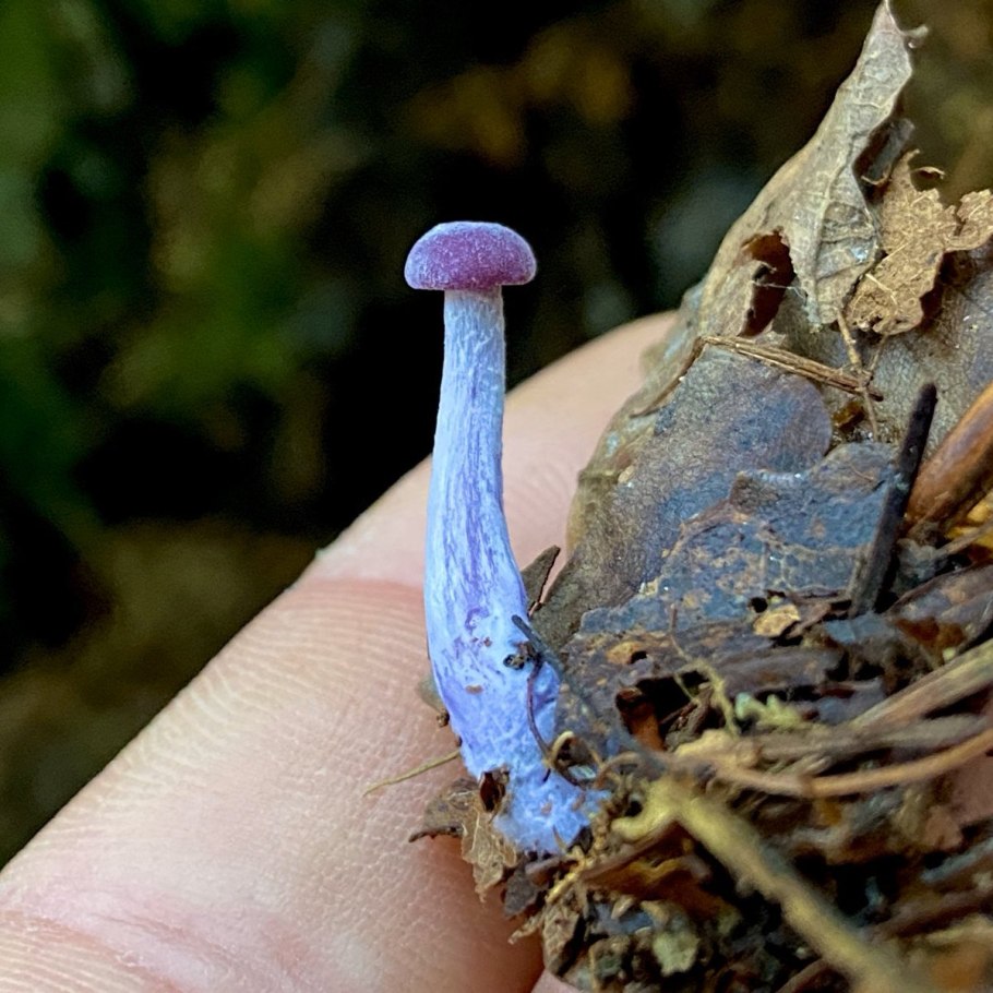 Лаковица фиолетовая гриб