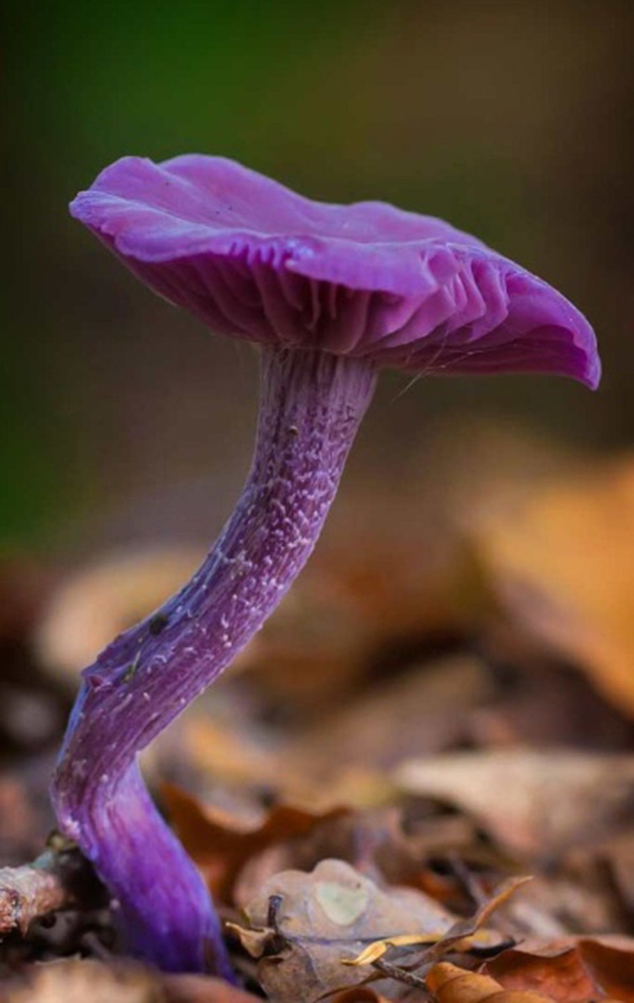 Грибылуковица лиловая