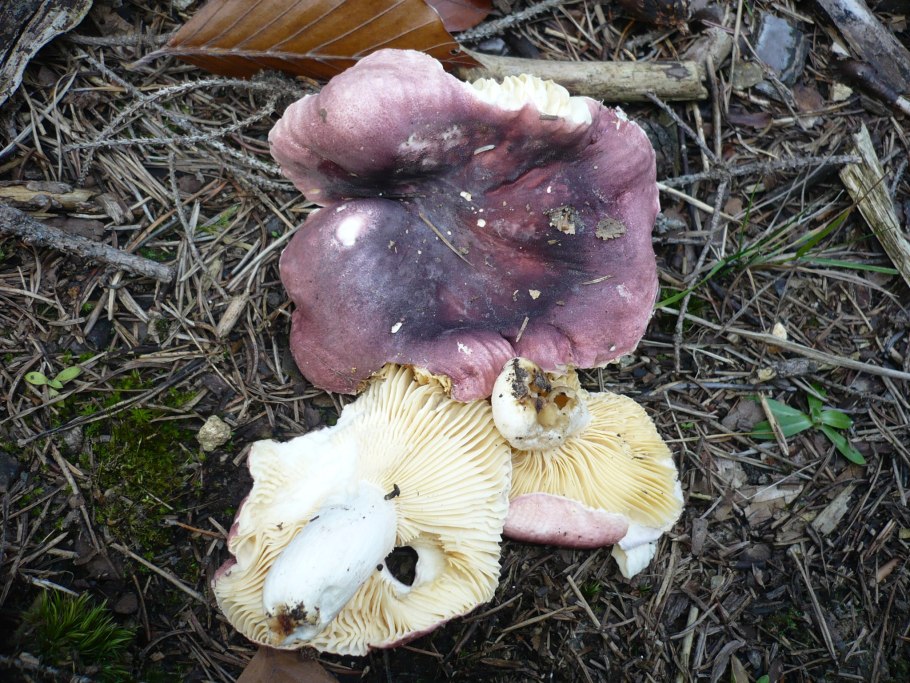 Сыроежка аметистовая