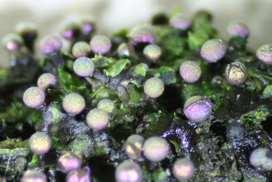 Elaeomyxa cerifera