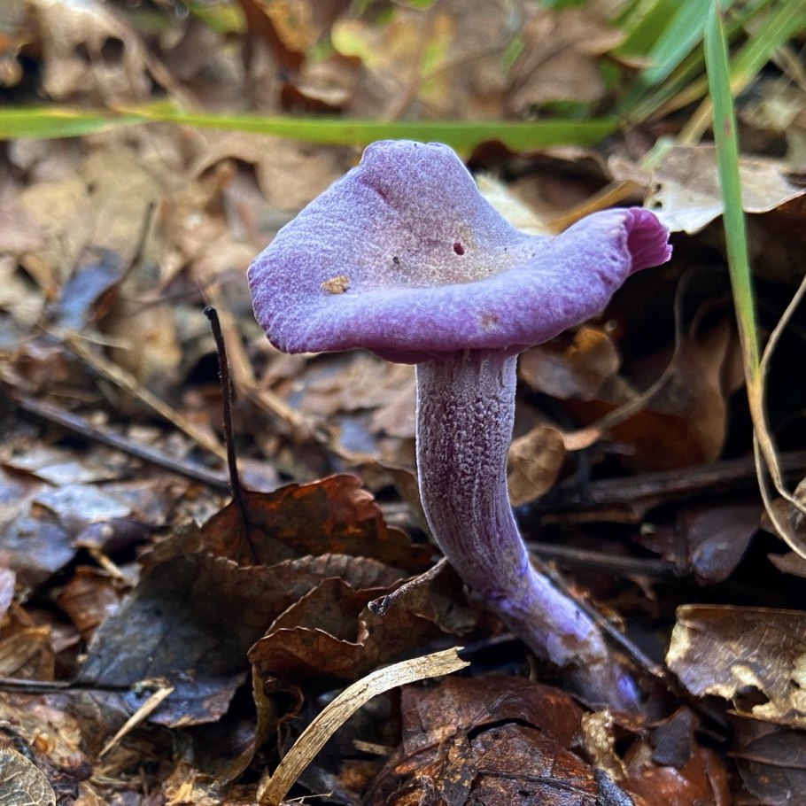 Лаковица Аметистовая