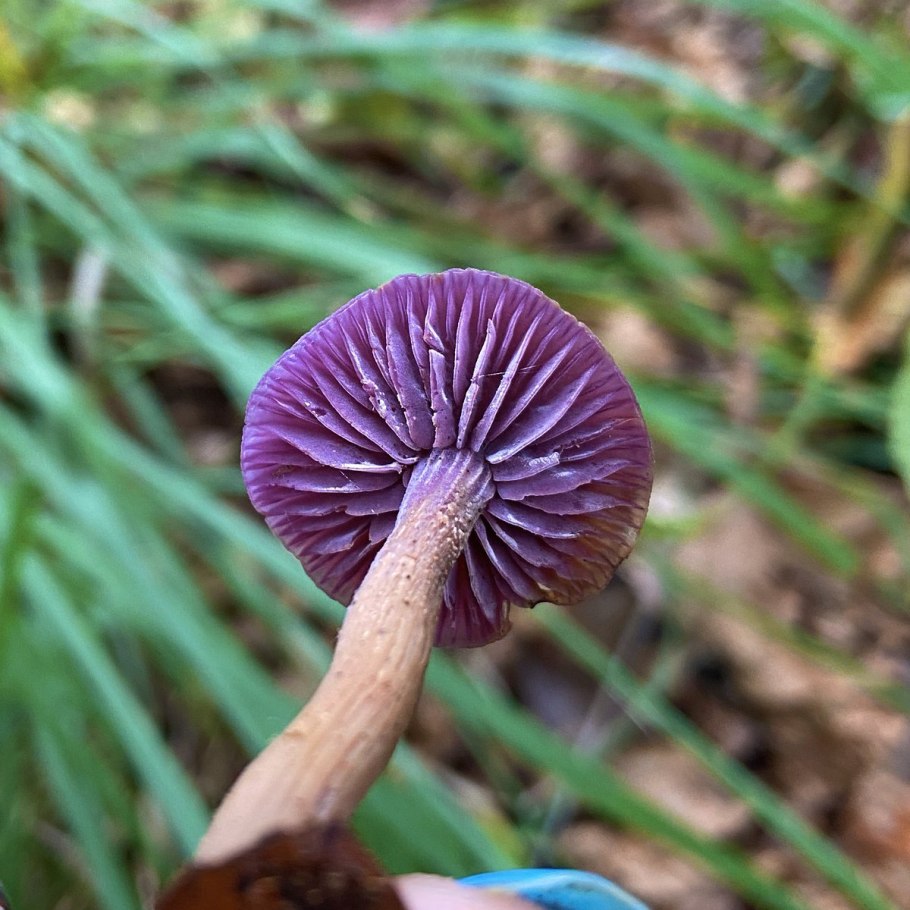 Лаковица лиловая