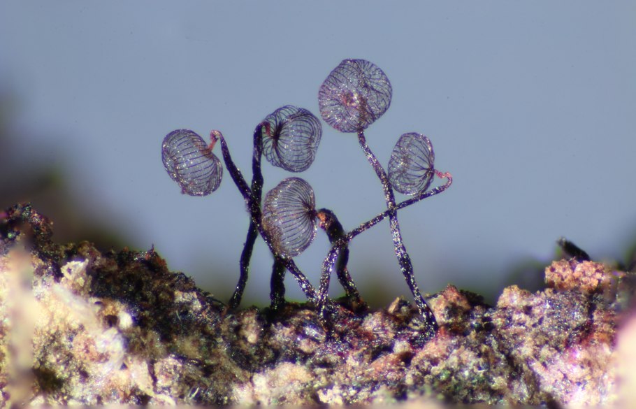 Лаковица Аметистовая