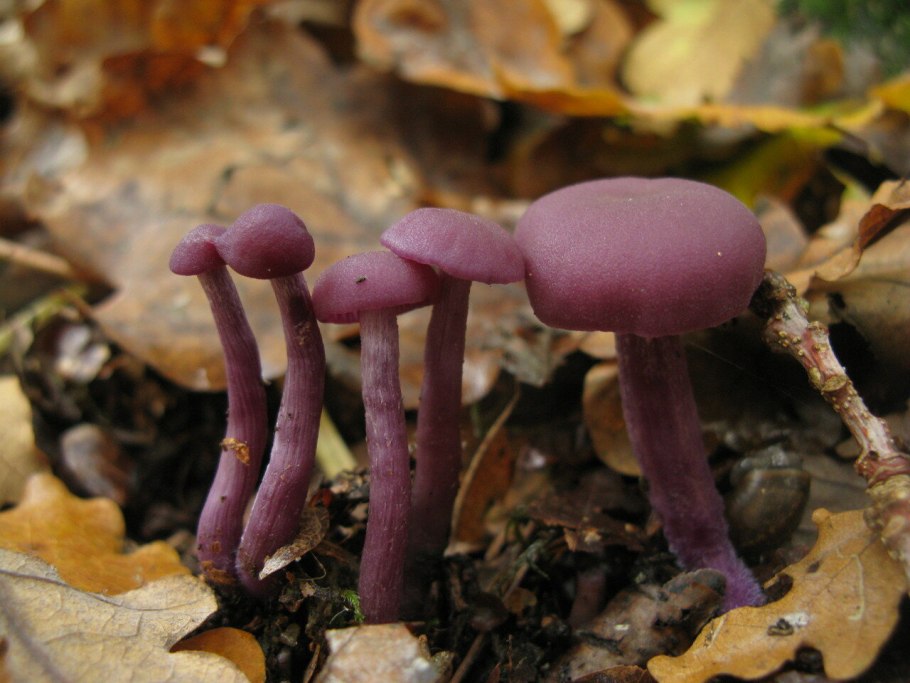 Грибы Осмотрофы