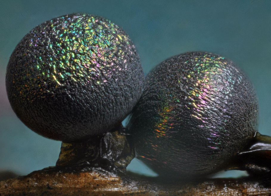 Паутинник лиловый